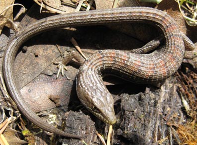 Southern Alligator Lizard